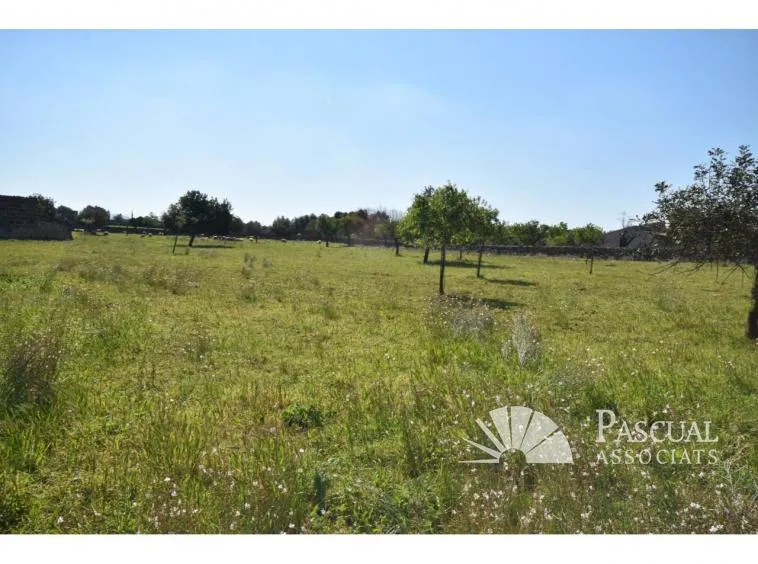 Finca with sea views and approved project in Santa Margalida — photo 4