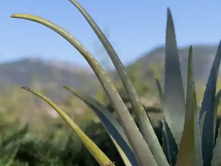 FINCA MEDITERRÁNEA EN ALARÓ CON VISTAS A LA SIERRA DE TRAMUNTANA, POZO PROPIO Y ALTA EFICIENCIA ENERGÉTICA — photo 2