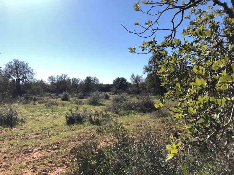 Land in Porreres, Mallorca — photo 2