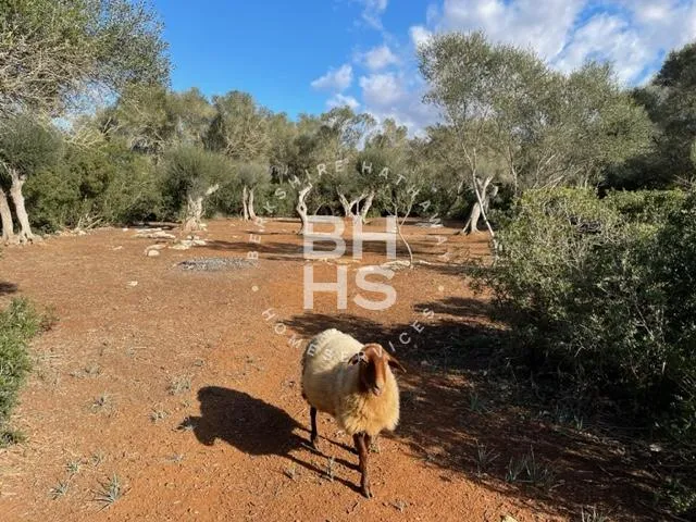 Country plot for sale in Felanitx — photo 1