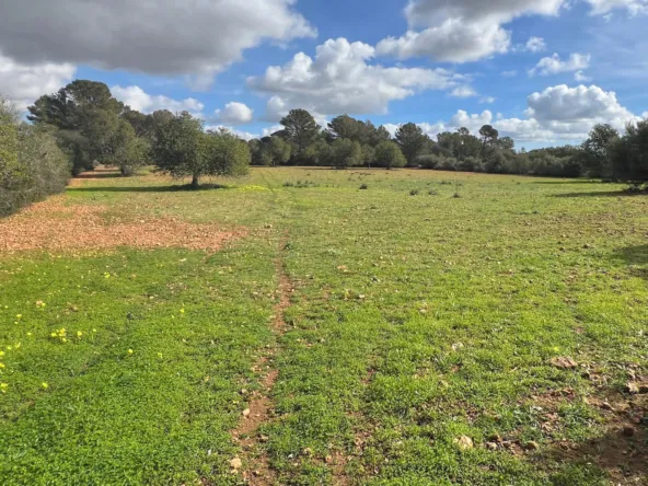 Rustic Fincas — photo 10