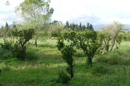 Rustic property - Llubí (Llubi), Built Surface 208m², Plot Surface 7500m², Distance to the sea 15 km — photo 9