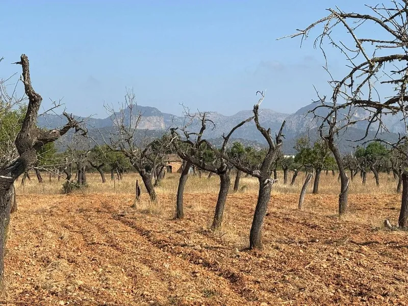 Land in Binissalem, Province of Balearic Islands — photo 1