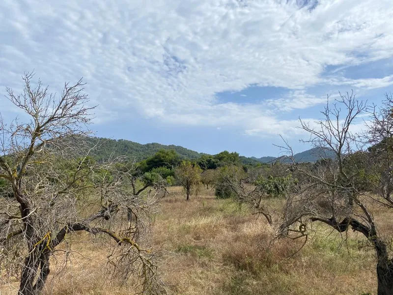 Attractive finca near Son Servera with fantastic sea views UP040 — photo 6