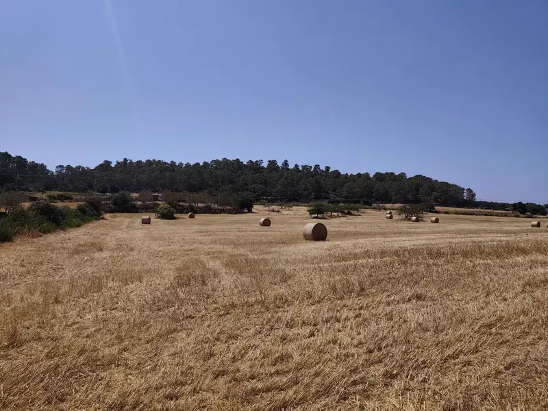 Land in Porreres, Mallorca — photo 4