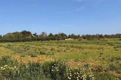 Land in Llubi, Mallorca — photo 9