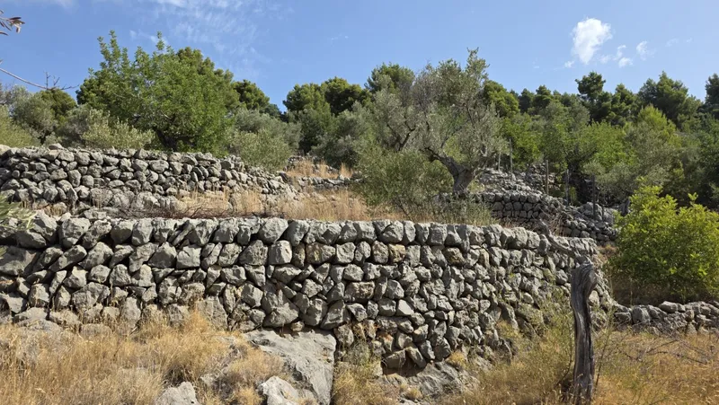 Olive grove in Fornalutx with tool shed — photo 11
