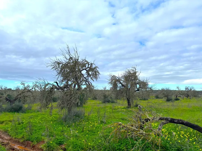 🌿 Unique opportunity in the heart of southern Mallorca – Buildable rustic finca between Campos and Sa Ràpita 🌊 — photo 3