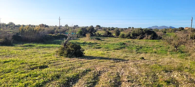 Spacious plot (7,083 m²) in Llucmajor – pure nature! — photo 2