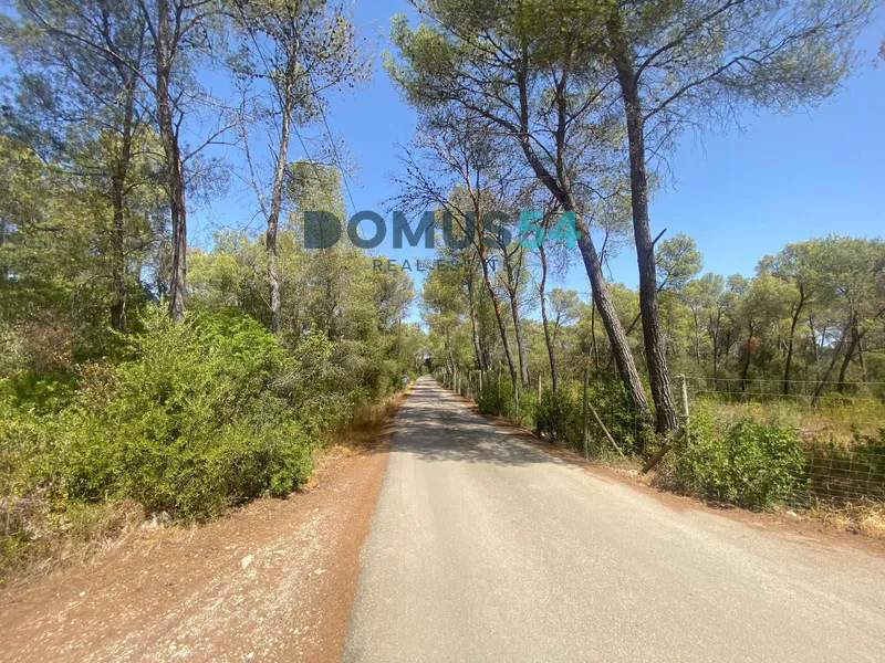 Non-building rural land in Alcudia. Holm oak forest. — photo 2