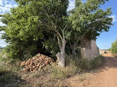 Rustic property - Manacor (outskirts), built surface 85 m², plot surface 28,442 m², 1 room, 1 bathroom — photo 7