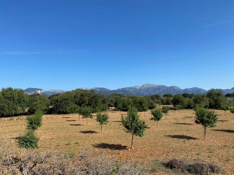 Plot of approximately 47,000m2 with a project of approximately 575m2 in Binissalem — photo 2