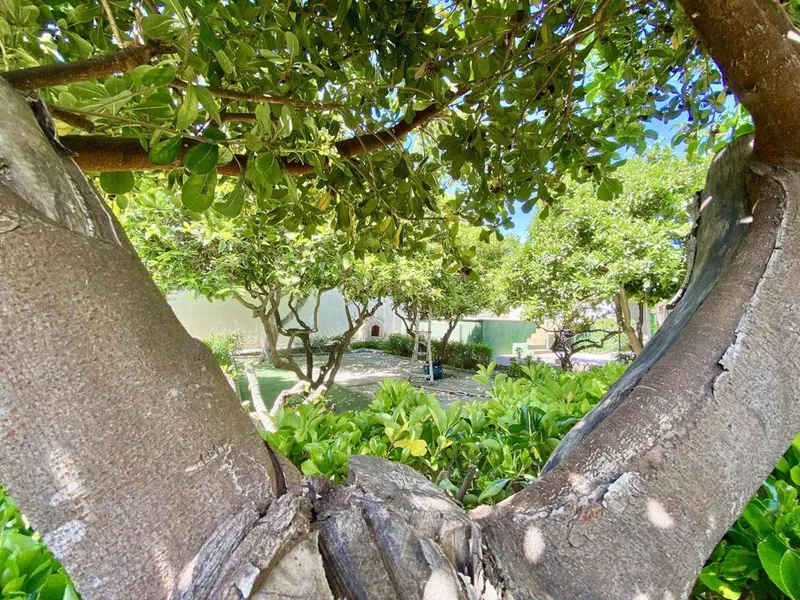 Villa in Son Rapinya, Province of Balearic Islands — photo 12