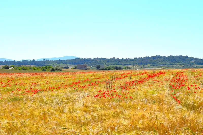 Set of plots totaling 14,100m2 with possibility of building a house in Muro in a quiet area with clear views of the Serra de Tramuntana — photo 11