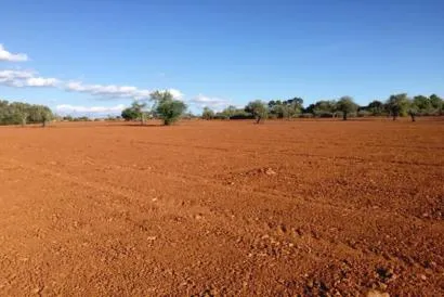 Country Plot of Land between Campos and Felanitx — photo 1