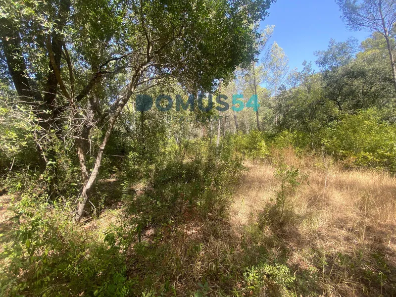 Non-building rural land in Alcudia. Holm oak forest. — photo 8