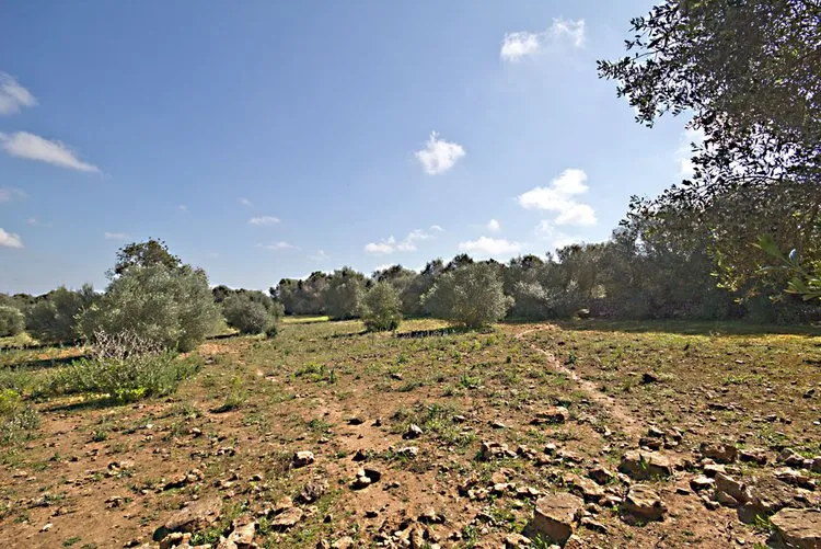 Es Llombards plot with building project G02962 — photo 5