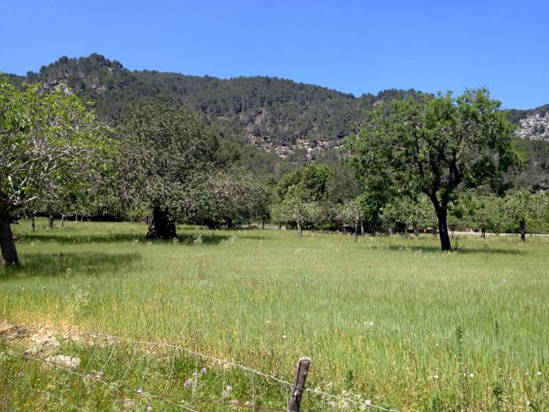 Rustic Finca for sale in Pollença, Mallorca, Baleares, Mallorca — photo 9