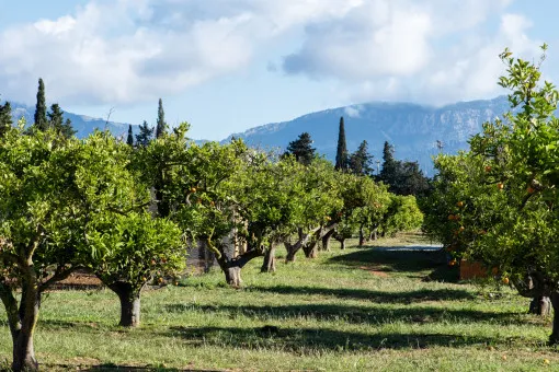 Marratxi, Luxurious getaway: Exclusive finca surrounded by orange trees in Marratxi — photo 4