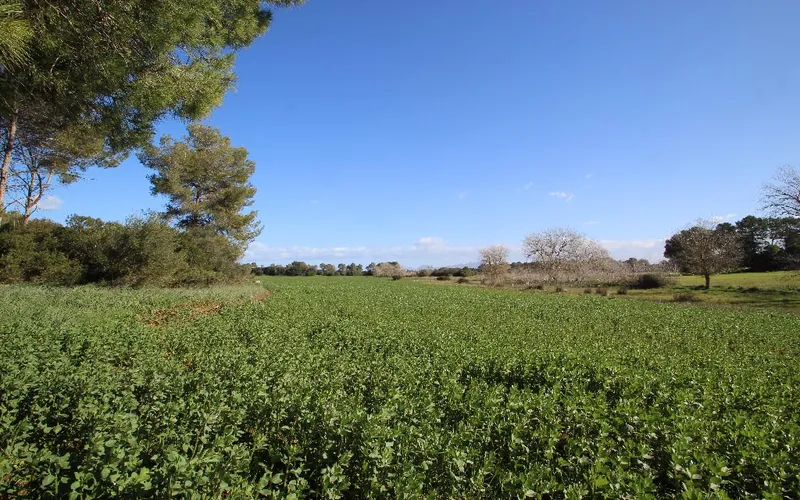 Country land with urban planning license to build house with pool, Maria de la Salut — photo 2