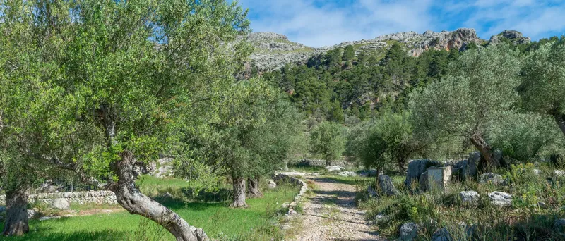 Large country house in Escorca with reform project — photo 4