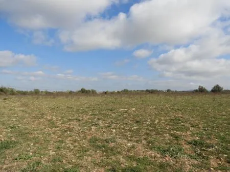 Rural Land - Manacor, Plot Surface 14740m² — photo 2