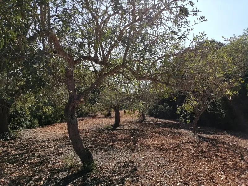 Country Land near Cas Concos — photo 7