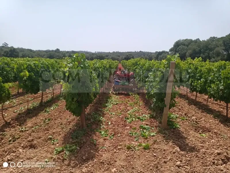 Charming winery with its own production located on a 13,599 m² rustic estate in Costitx, in the very heart of Mallorca. Surrounded by a p — photo 3