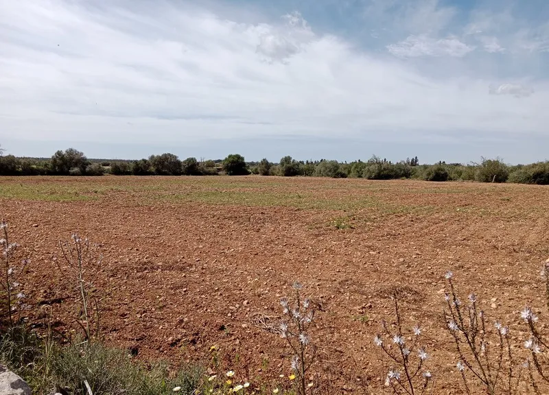 Large Rustic Land near Campos, Mallorca — photo 12