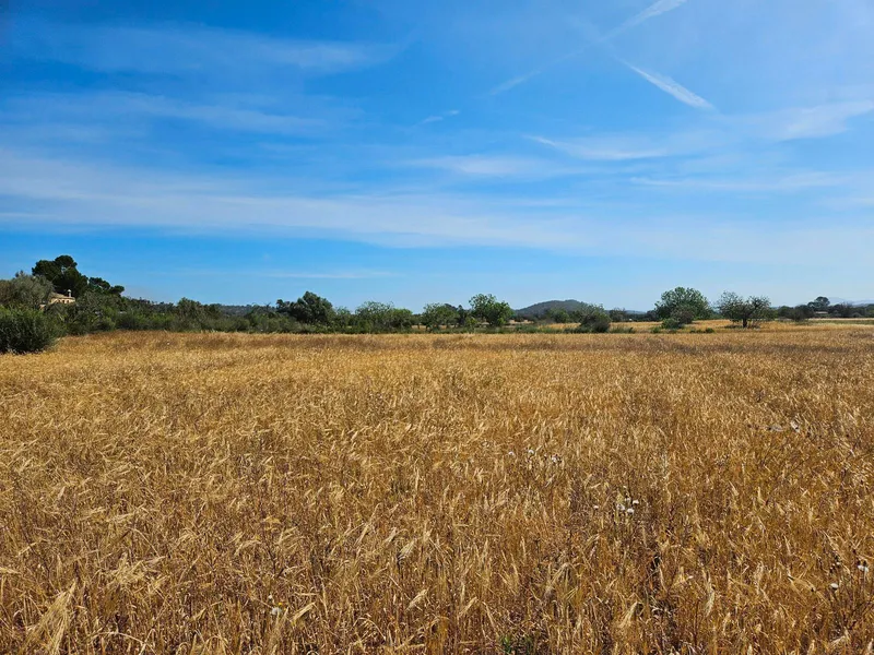 Rustic developable plot in Sineu — photo 8
