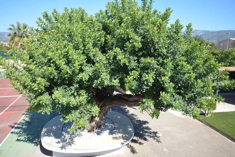 Se vende chalet unifamiliar en Son Daviu Nou — photo 4