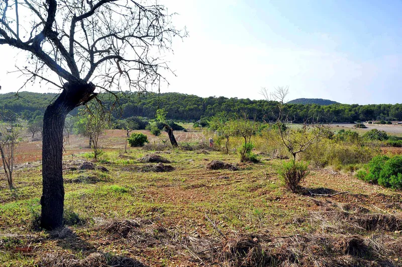 Rustic Land-plot In Sa... — photo 3