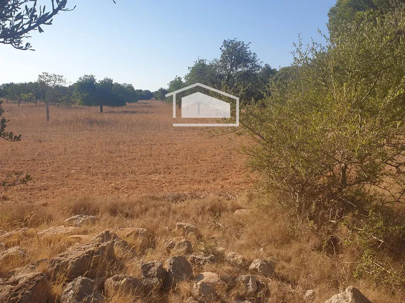 Rustic finca of 19,200 m² in Ses Salines, permit for 400 m² dwelling and pool — photo 2