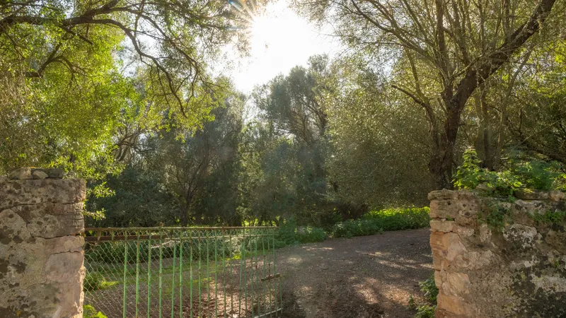 Fantastic finca in Vilafranca de Bonany with project and building license, large plot for investors — photo 10