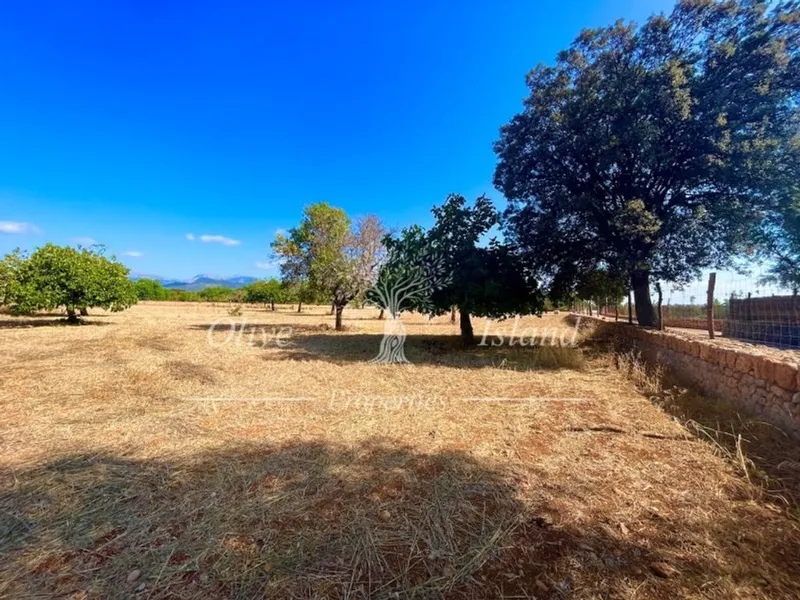 Land in Inca, Province of Balearic Islands — photo 6
