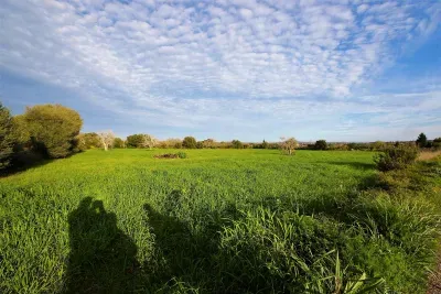 Land for sale in Manacor — photo 9