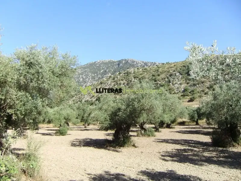 Fantastic estate in the valley between Alaro and Orient, in a paradisiacal setting surrounded by mountains. With an area of more than 50,000 m2 and u — photo 5
