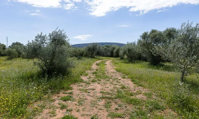 Rustic finca in Santa Maria del Camí — photo 4