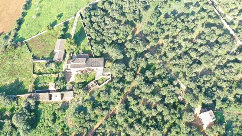 Big finca near Campos with many possibilities — photo 6
