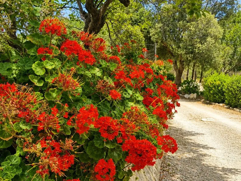 Villa in Pollenca, Mallorca — photo 4