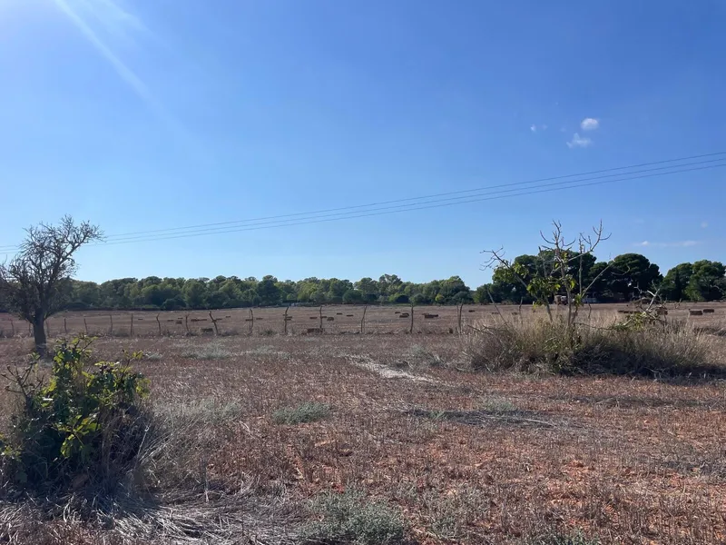 Buildable plot in a quiet area between Campos and Sa Ràpita — photo 2