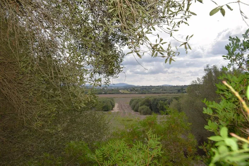 Land in Muro, Province of Balearic Islands — photo 12