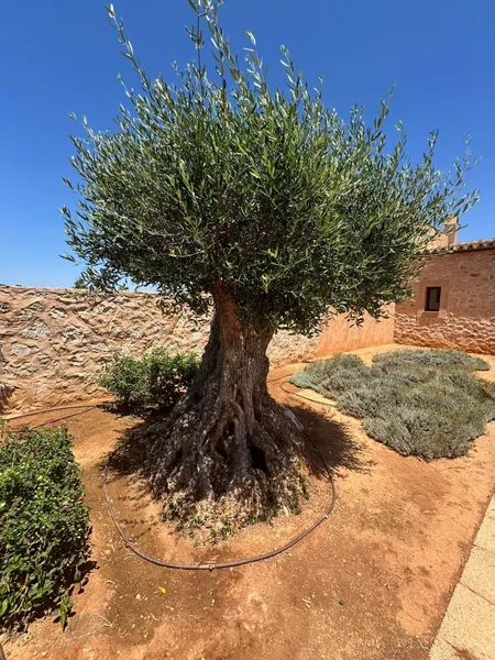 Buy a Newly Built Finca — photo 12