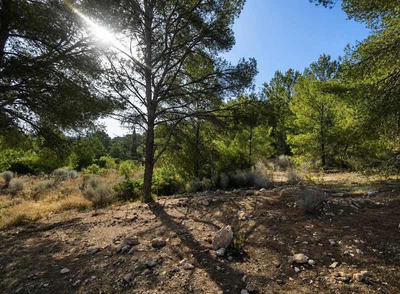 Plot with sea views, 600 m from the sea, in Cala Vinyes, Calviá — photo 4
