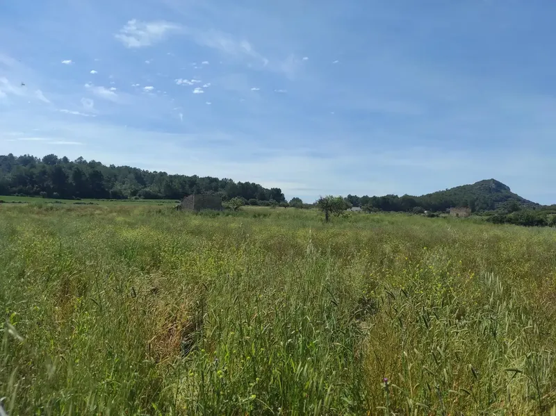 Fantastic Estate of 17,700m2 for Sale with Project for a 290m2 Single-Family Home in the Municipality of Sineu — photo 7