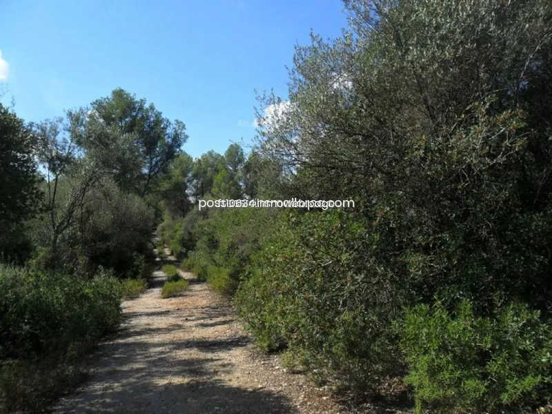 Land in Sencelles, Province of Balearic Islands — photo 8