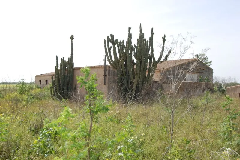 Spacious country house to reform on a large plot near Sa Rapita — photo 6