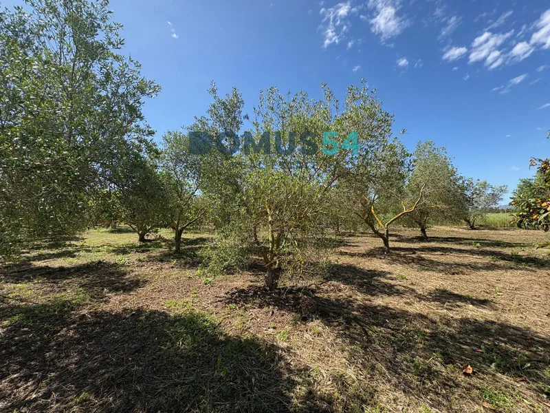 Unbuildable rural land with a shed in Sa Pobla — photo 8