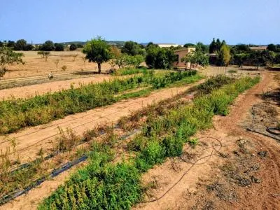Rustic property - Porreres (Afueras) — photo 4
