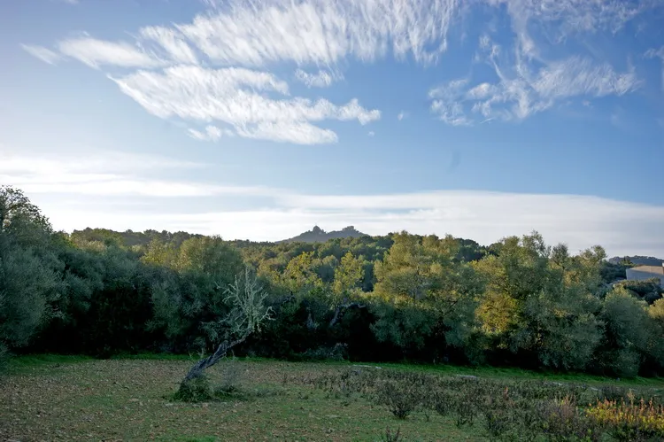 Rustic plot between Felanitx and Portocolom — T 28 VK CM — photo 1